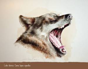 Lobo ibérico. Canis lupus signatus